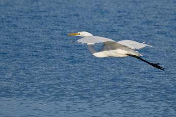 Great Egret Flying Over the Water