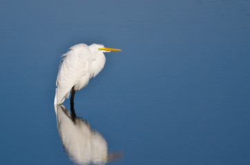 Great Egret Wading in Shallow Water