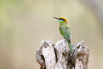 Green bee-eater in Jhirna Forest