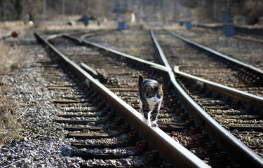 Cat walking on the railway
