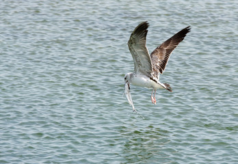 Herring seagull picked up a big fish from the water