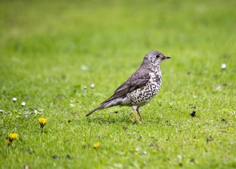 Mistle Thrush