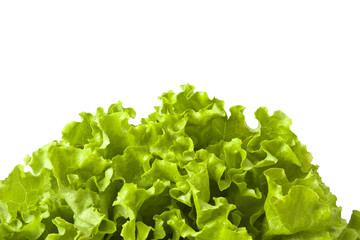 lettuce