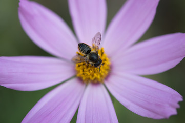 A bee pollinating a bright pink cosmos flower.