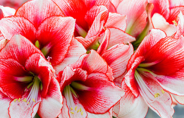 Fototapeta na wymiar Pink Amaryllis flowers