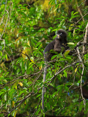 Cute Dusky Langur sitting on a tree