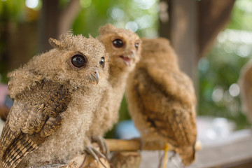 Owl on the branch