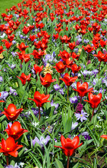 Spring red tulips and purple crocuses (closeup)