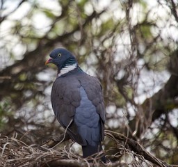 Pigeon