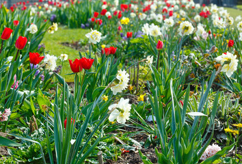 Spring flowerbed (closeup)