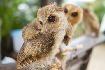 little owl in the branch