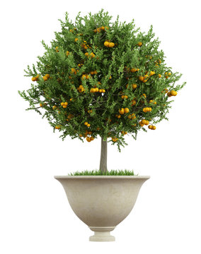 Classic vase with snall orange tree  - 3D Rendering