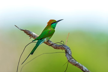 Bee-eater in the wild on the island of Sri Lanka