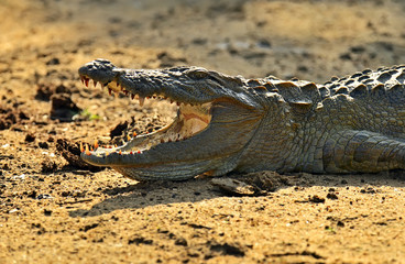 Obraz premium Crocodile