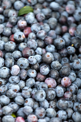 Blueberries Closeup