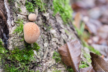 Amanita Pantherina mushroom and dry leaves in Autumn