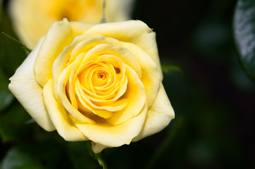 Some orange yellow roses in the garden