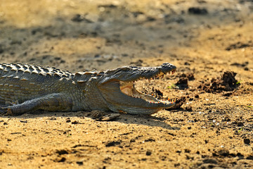 Crocodile