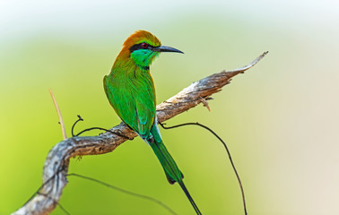 Bee-eater in the wild on the island of Sri Lanka