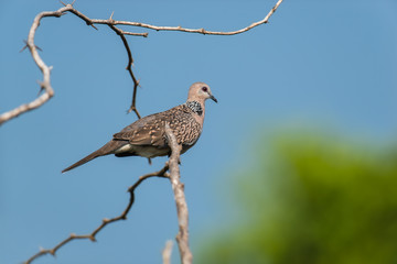 Wild dove