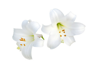 Fototapeta na wymiar Lily varieties flowers