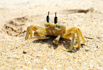 Fototapeta na wymiar Crabs