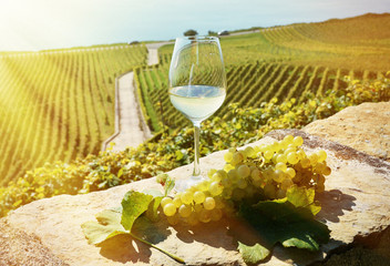 Wine and grapes