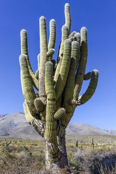 Cactus tree in Tafi del Valle, northern Argentina - South Americ