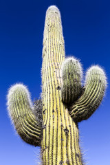 Cactus tree in Tafi del Valle, northern Argentina - South Americ