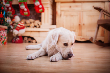 Golden retriever, Christmas and New Year