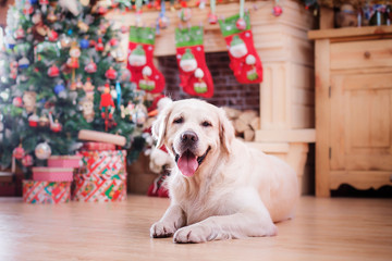 Golden retriever, Christmas and New Year