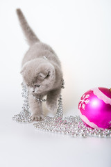 Christmas kitten with christmas decorations