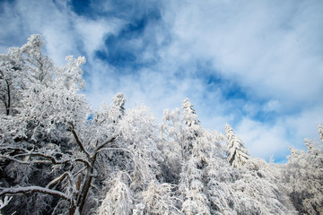 beautiful tree in the snow on a sunny winter day
