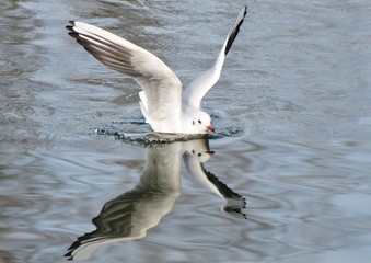 mouette rieuse ( plumage d'hiver )