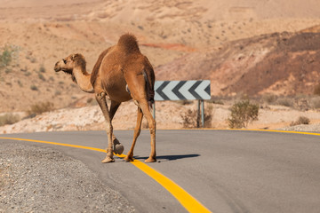 Camel walking along the road in the desert