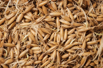 Germinated grain oats. Top view