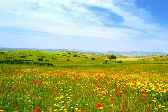 Panorama con prato fiorito - papaveri e margherite gialle