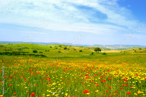 Panorama con prato fiorito papaveri e margherite gialle immagini ... Prato fiorito in inglese