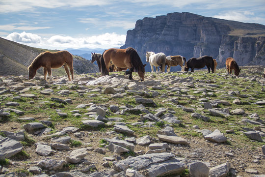 Manada de Caballos en Ordesa