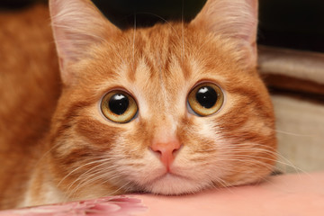 Red cat closeup