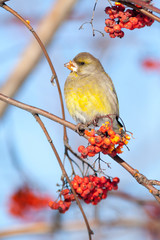 European Greenfinch (Carduelis chloris)