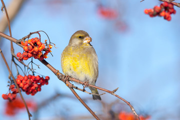 European Greenfinch (Carduelis chloris)