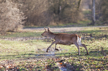 Hind in forest