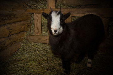 goat in the manger