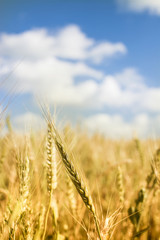 Wheat Field