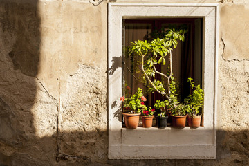 Pots of flowers on the windowsill.