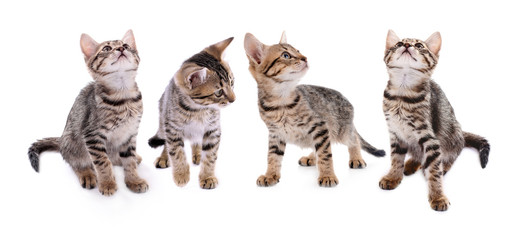 Collection of small striped kitten isolated on white