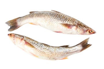 Fresh fish isolated on white