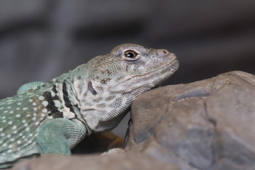 halsbandleguan