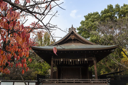 Autumn leaves at the Toshogu Shrine in Ueno Park - Tokyo - Japan